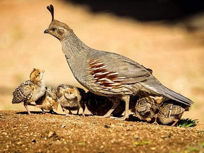MOTHERING GOD'S WAY